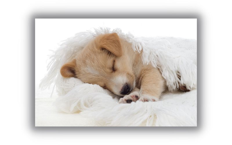 Puppy sleeping peacefully on bed demonstrative of fluffy memes